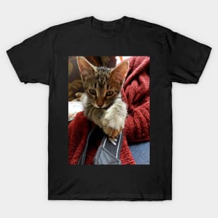 Rawr, I kitty cat! T-Shirt